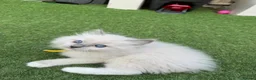 Ragdoll cats for sale: 🏆Gccf stunning ragdoll kittens (GRCH PARENTS 🥇) - Advert 22