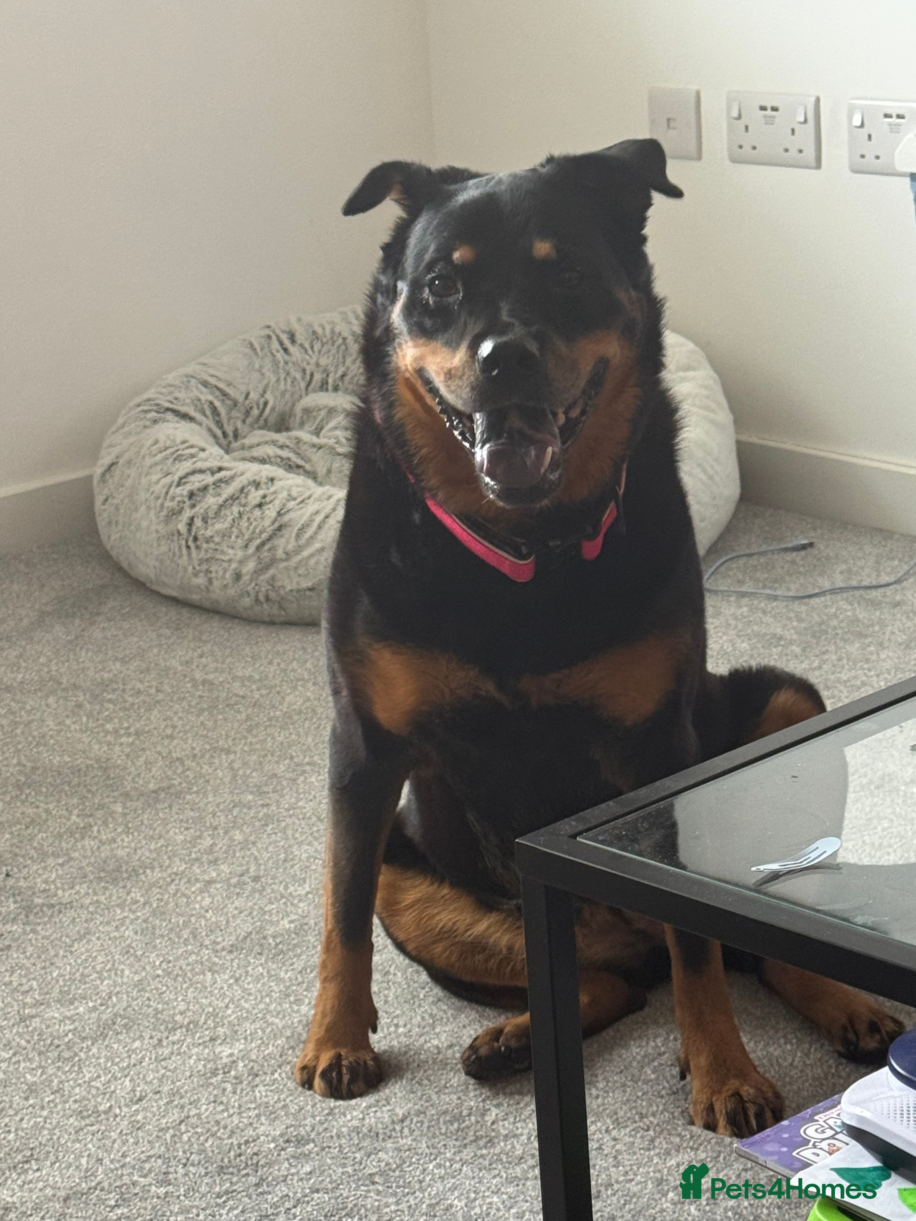 Mixed Breed dogs for sale: Mixed Rottweiler shar pei  - Advert 1