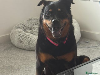 Mixed Breed dogs Mixed Rottweiler shar pei - Advert 1