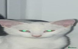 Domestic Shorthair cats for sale: Beautiful white cat  - Image 4