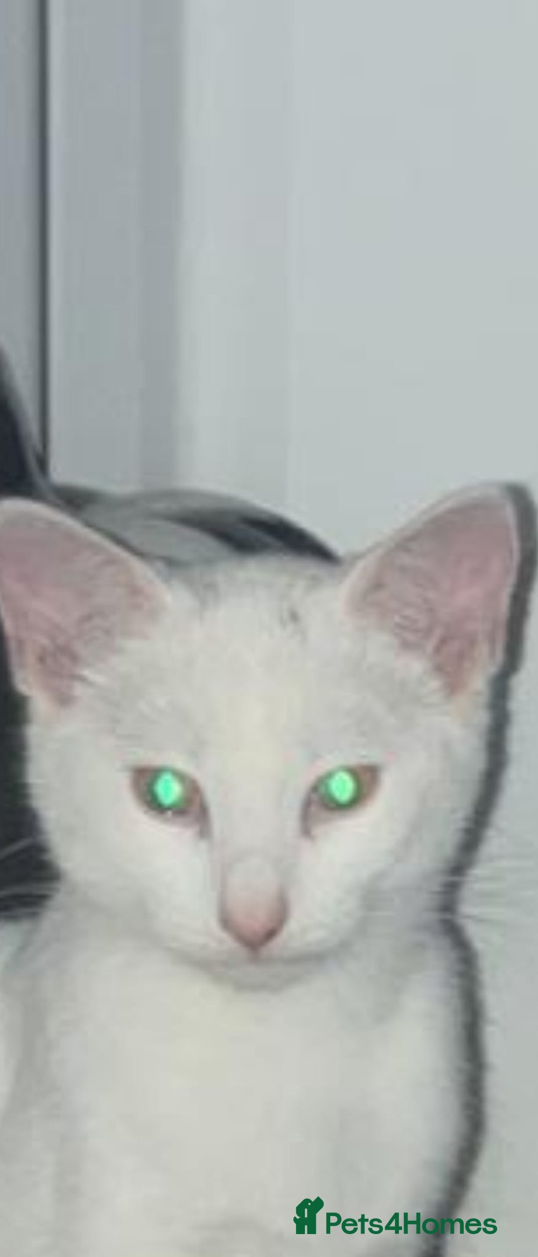 Domestic Shorthair cats for sale: Beautiful white cat  - Image 4