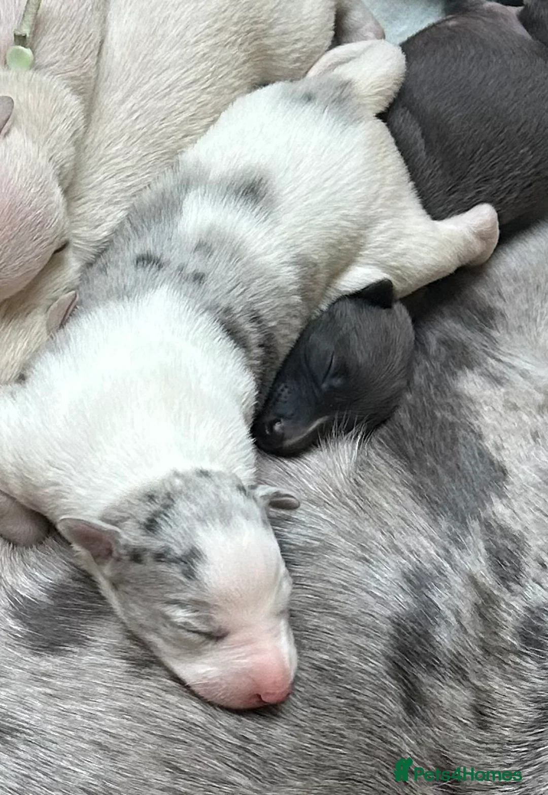 Whippet dogs for sale: Whippet lurcher pups - Advert 16