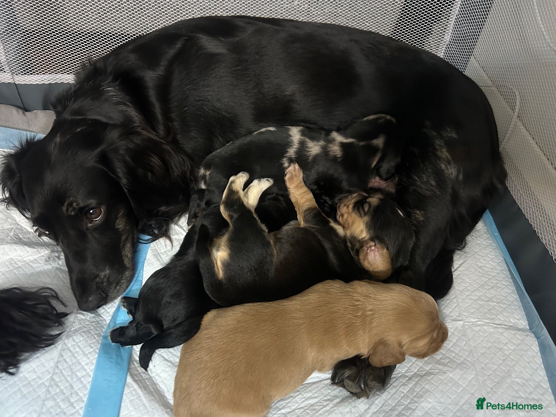 Cocker Spaniel dogs 4 Beautiful mixed line cocker spaniel puppies 🐶 - Advert 3