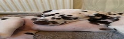 Dalmatian dogs for sale: This is an all liver litter of Dalmatian puppies - Advert 10
