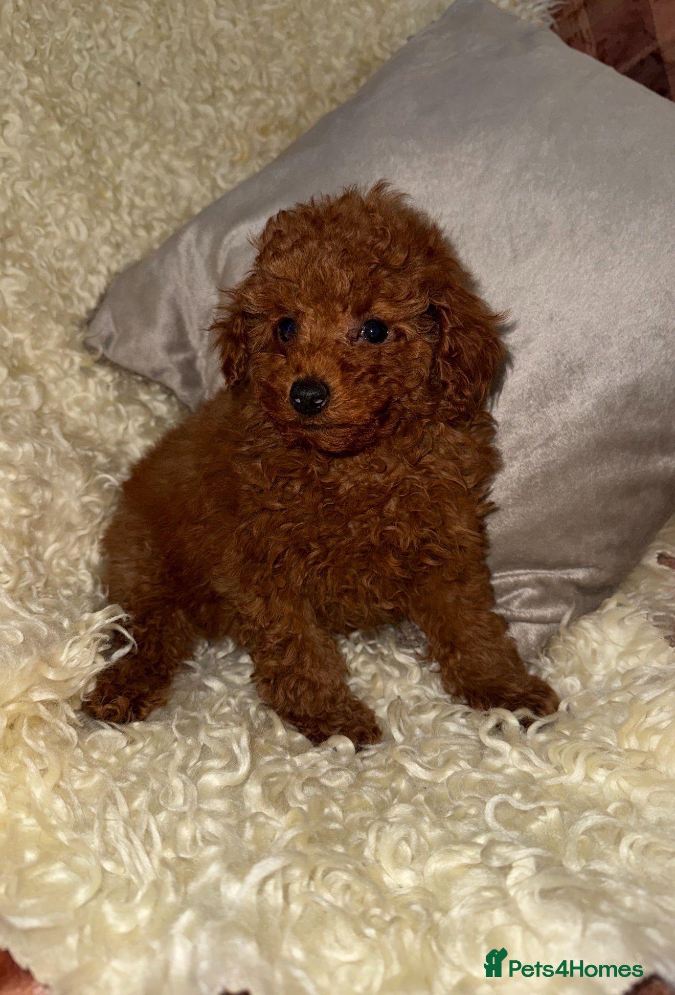 Toy Poodle dogs ❤️❤️Deep Red Petite KC Toy Poodles❤️❤️ - Advert 7