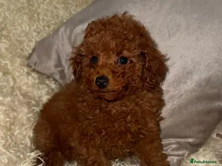 Toy Poodle dogs ❤️❤️Deep Red Petite KC Toy Poodles❤️❤️ - Advert 7