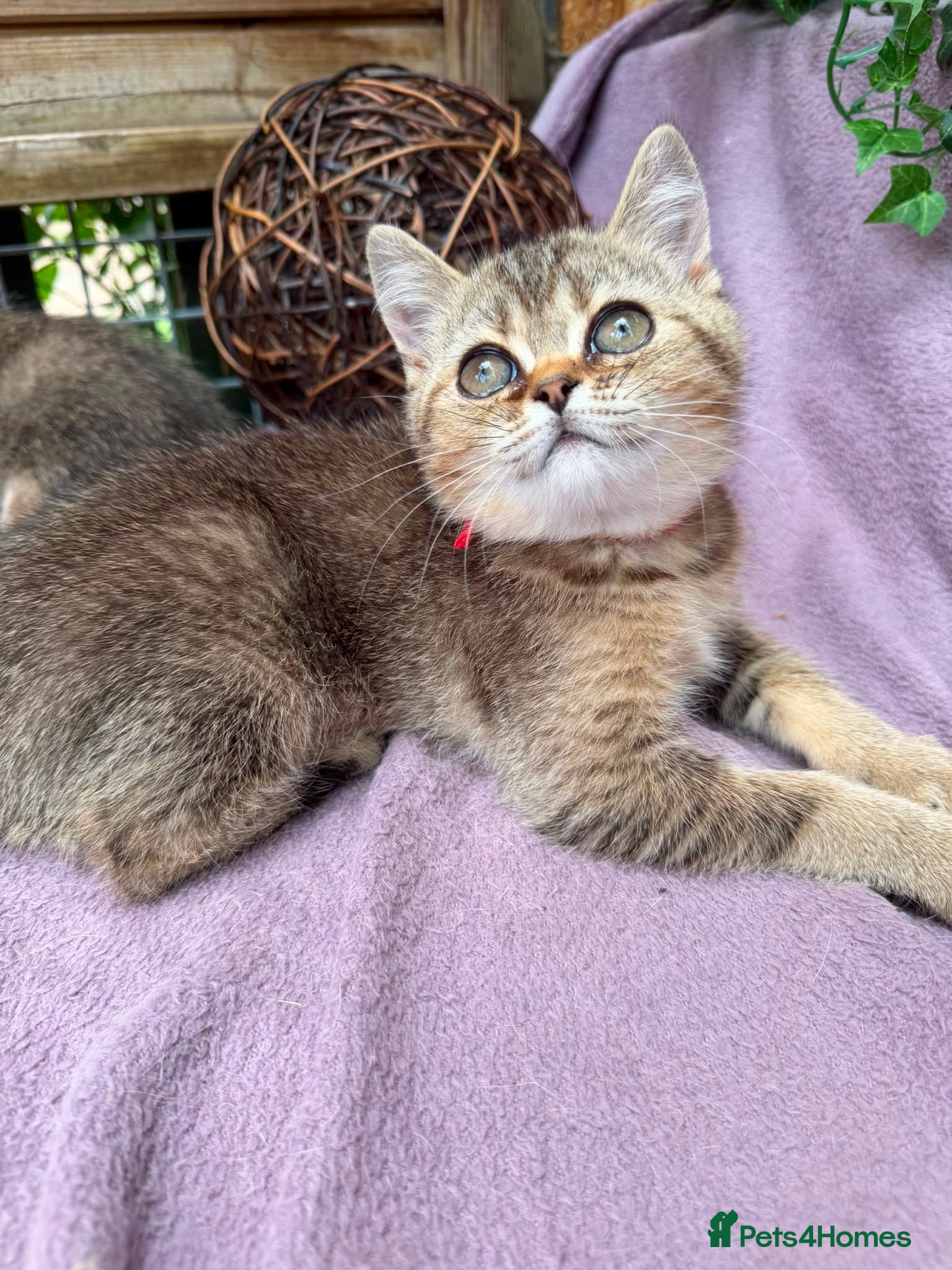 British Shorthair cats British Shorthair TICA stunning kittens - Advert 15