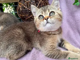 British Shorthair cats British Shorthair TICA stunning kittens - Advert 15