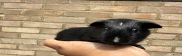 Guinea Pig rodents for sale: Baby guinea pigs  - Advert 7