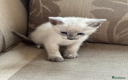 Siamese cats for sale: Siamese X kittens for sale 2 left  - Image 3
