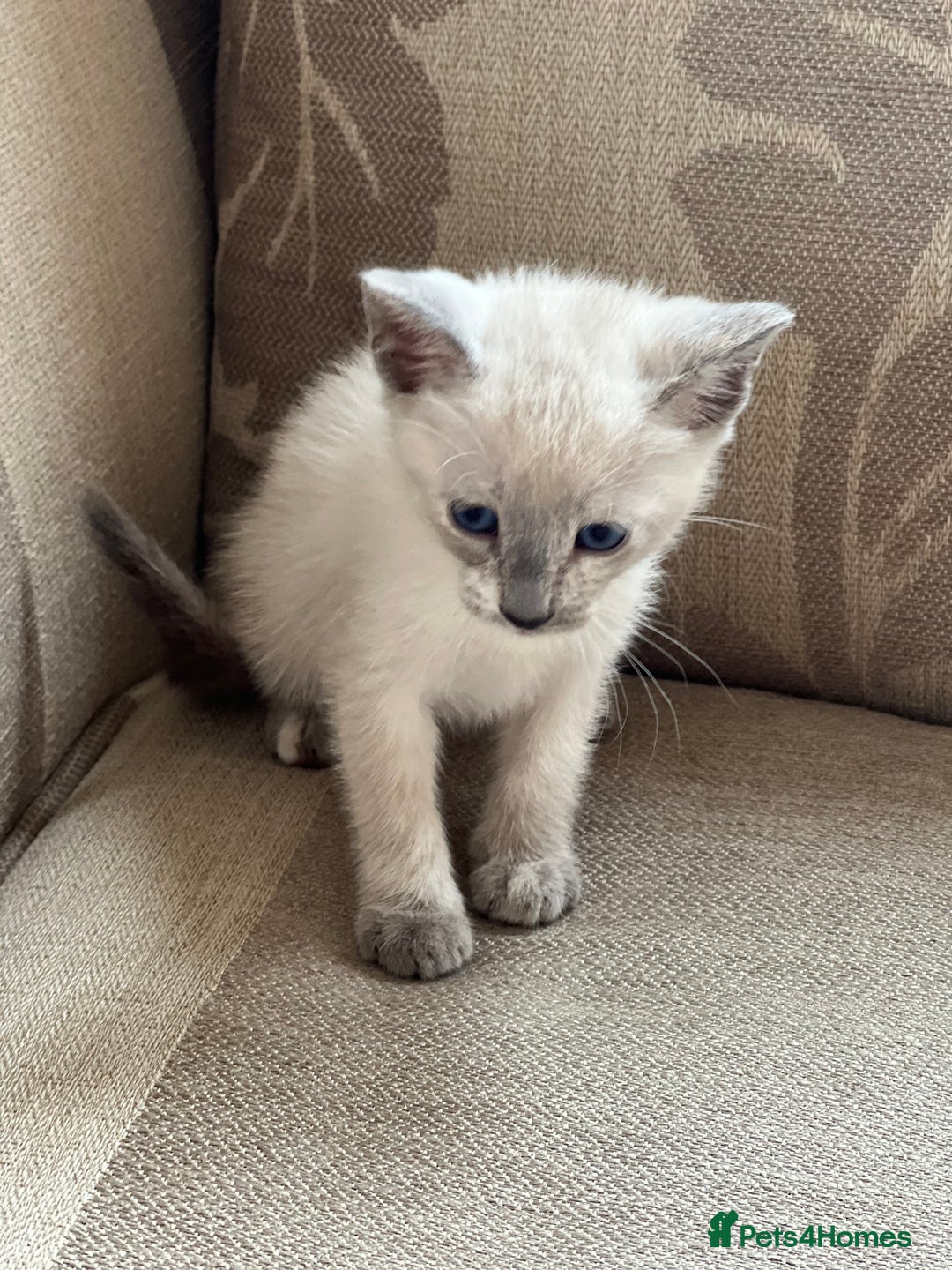 Siamese cats for sale: Siamese X kittens for sale 2 left  - Image 3