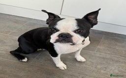 Boston Terrier dogs for sale: Boston Terrier Girl  - Image 6