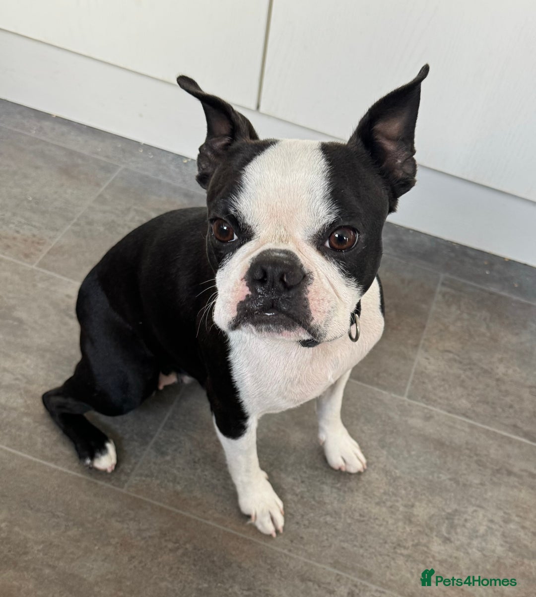 Boston Terrier dogs for sale: Boston Terrier Girl  - Image 6