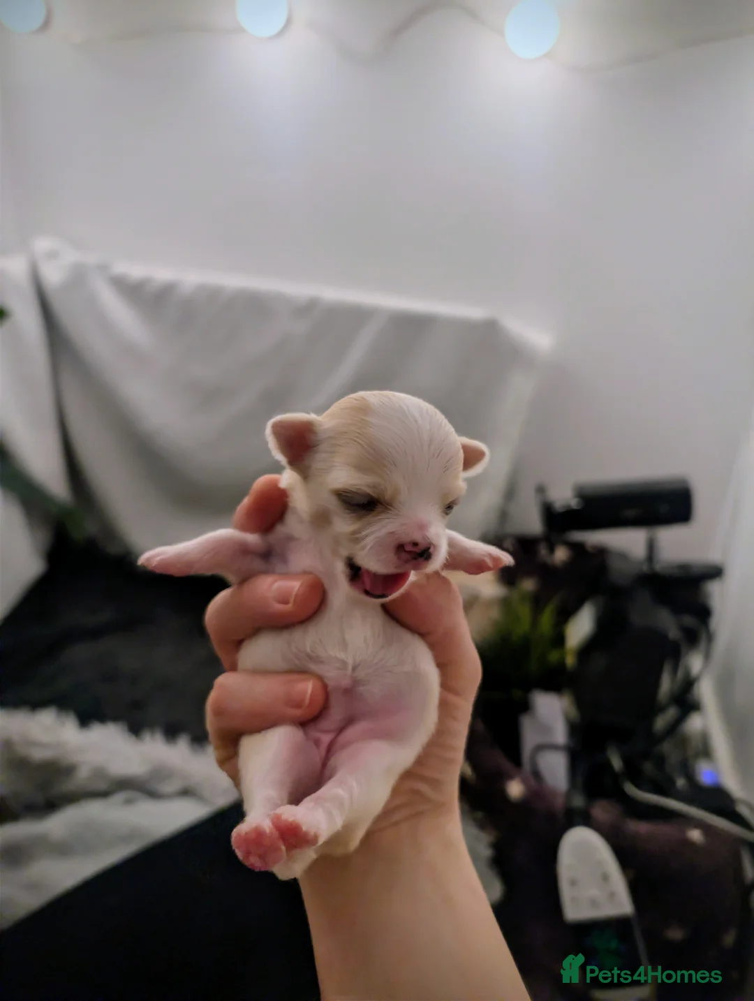 Chihuahua dogs for sale:  3 ABSOLUTELY GORGEOUS CHIHUAHUA PUPPIES FOR SALE - Advert 18