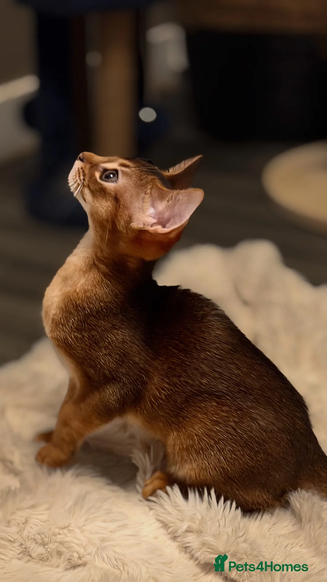 Abyssinian cats for sale: Champion Line Pedigree Abyssinian Kittens  - Advert 24