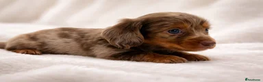 Miniature Dachshund Puppy 6