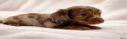 Miniature Dachshund dogs for sale: ✨MINI DACHSHUND LONG HAIR ✨👑 KC 👑 - Advert 16