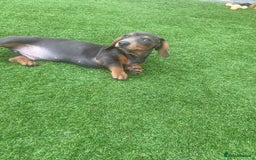 Miniature Dachshund dogs for sale: Miniture dachshund puppies - Image 35
