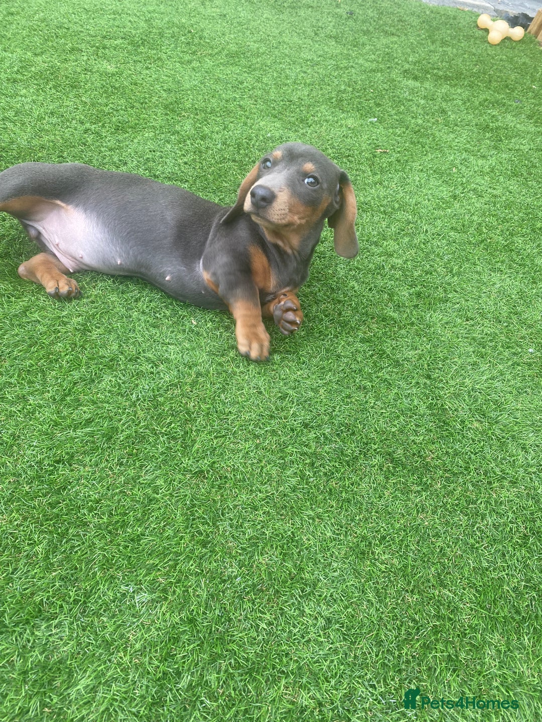 Miniature Dachshund dogs for sale: Miniture dachshund puppies - Image 35