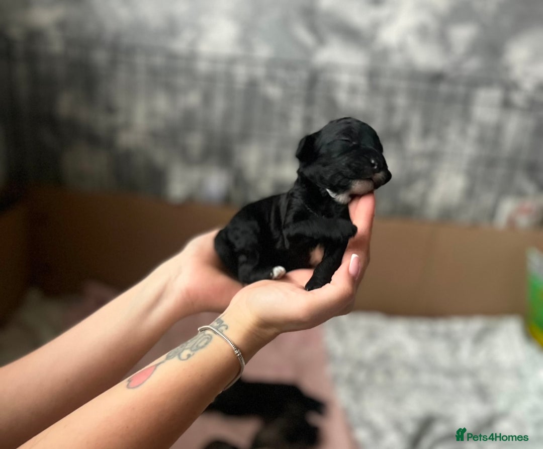 Cockapoo dogs for sale: Beautiful cockapoo puppies for sale  - Advert 7