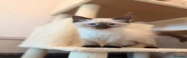 Ragdoll Kitten 2