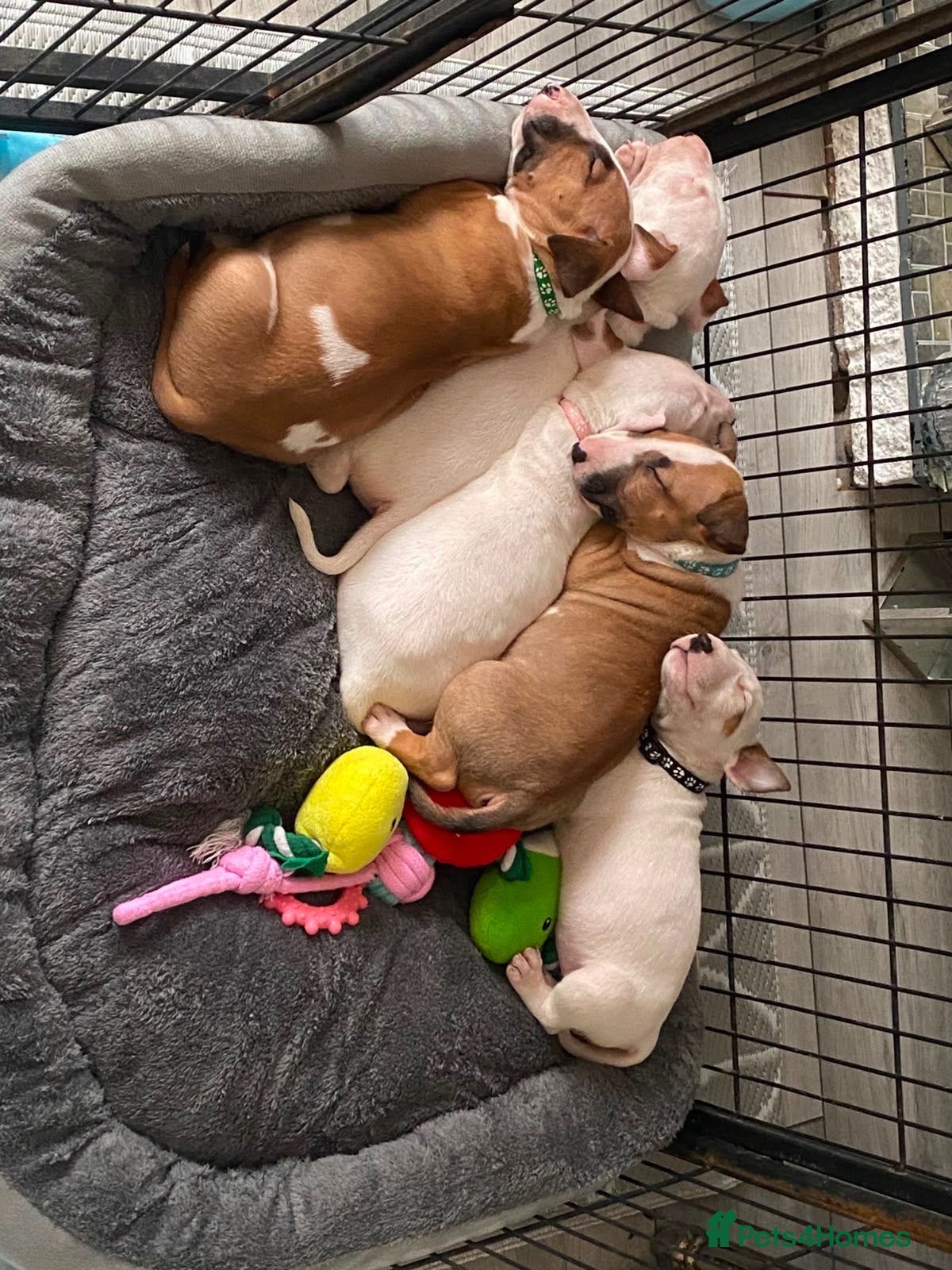 English Bull Terrier dogs 🐾✨ STUNNING ENGLISH BULL TERRIER PUPPIES ✨🐾 - Advert 3