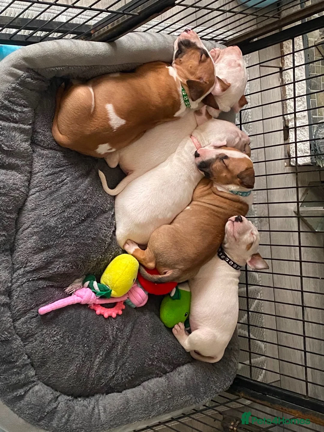 English Bull Terrier dogs for sale: 🐾✨ STUNNING ENGLISH BULL TERRIER PUPPIES ✨🐾 - Advert 1
