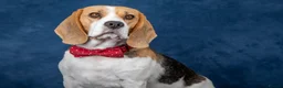 Beagle dogs for sale: CH Sired, Fully Health Tested, KC Reg, Beagle Pups - Advert 37