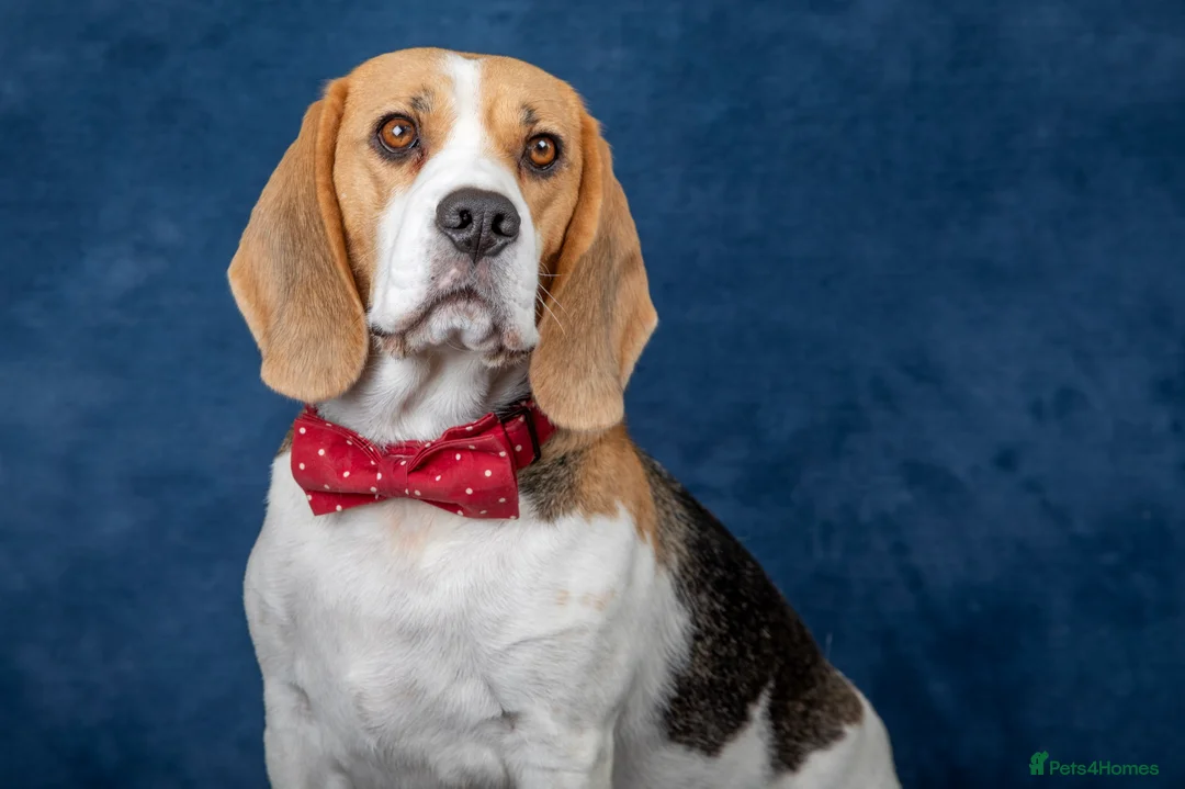 Beagle dogs for sale: CH Sired, Fully Health Tested, KC Reg, Beagle Pups - Advert 37