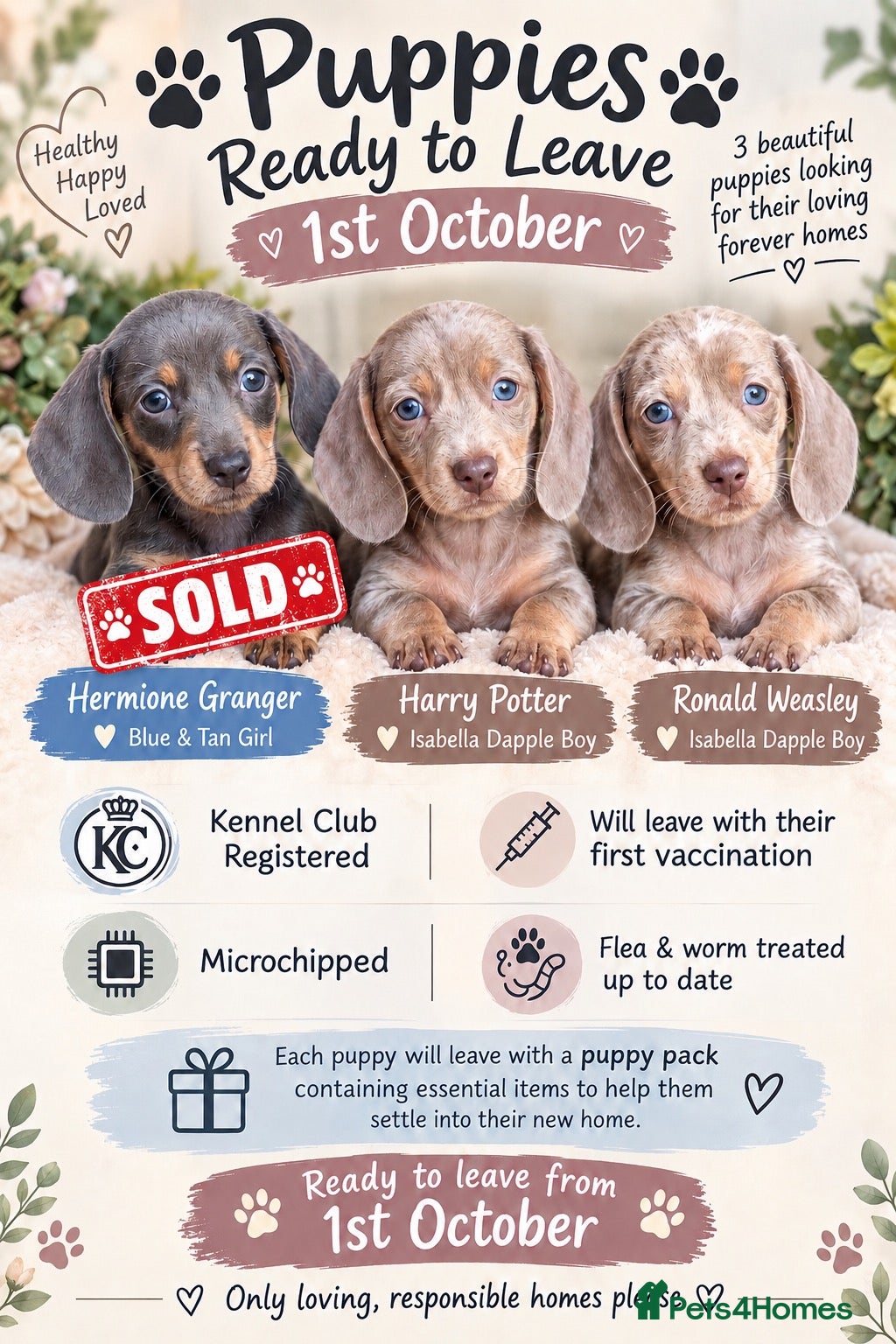 Miniature Dachshund dogs Miniature dachshund puppies  - Advert 6