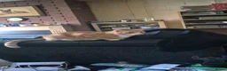 Domestic Shorthair cats for sale: Ginger Male Cat in Kidderminster - Advert 5