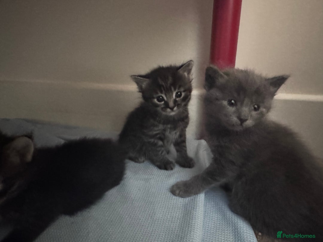 Mixed Breed cats for sale: 5 Beautiful Kittens for Sale - Image 3