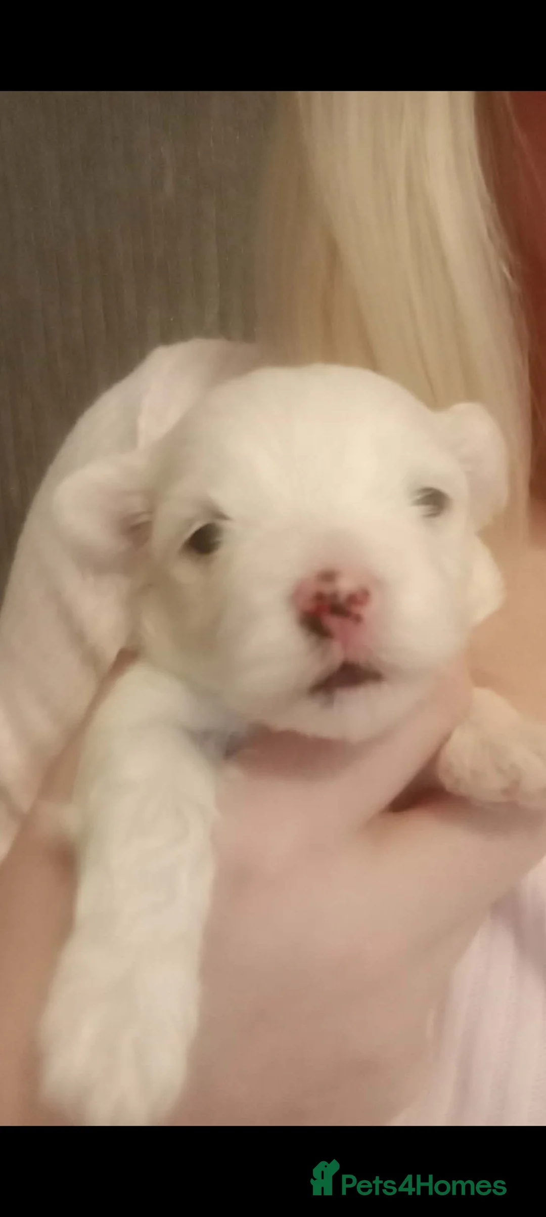 Maltese dogs for sale: Beautiful Maltese Boy Hypoallergenic - Advert 6