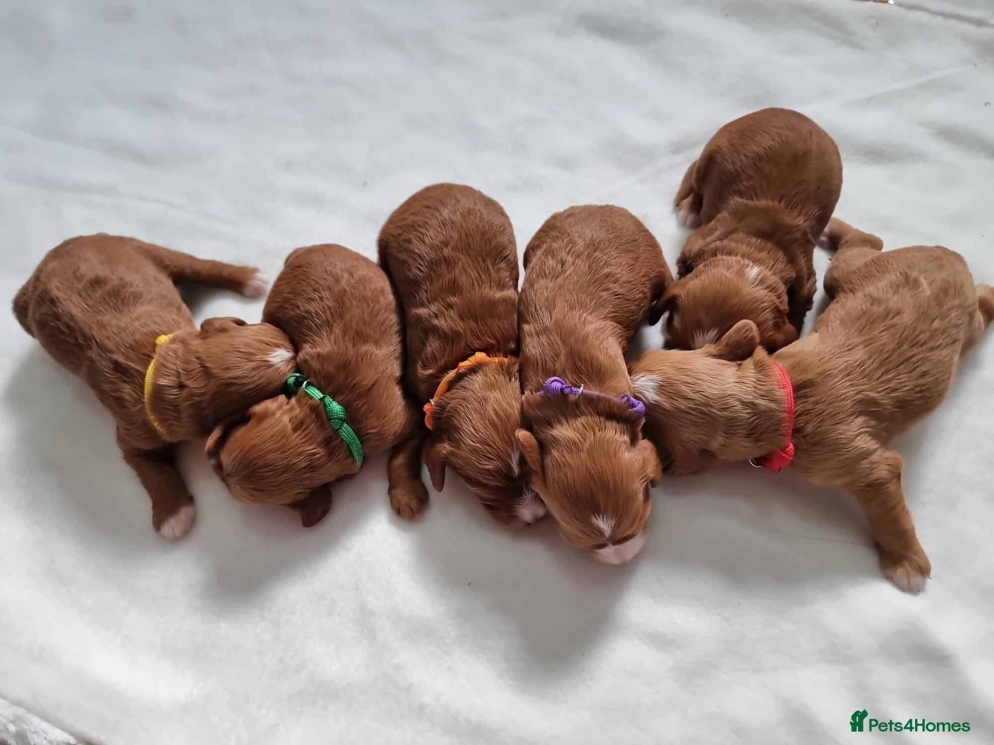 Cavapoo dogs Beautiful Cavapoo F1 puppies  - Advert 7