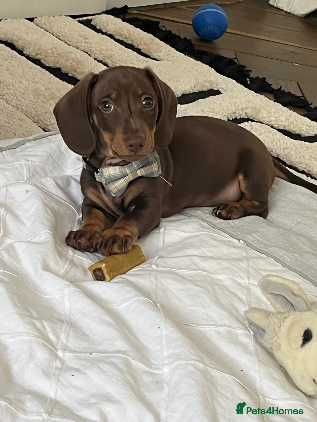 Miniature Dachshund dogs for sale: Miniature dachshund for sale  - Advert 2