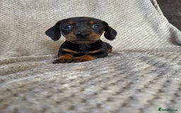 Miniature Dachshund dogs for sale: 5 lovely sausage pups - Image 9