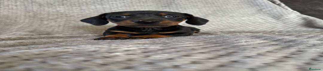Miniature Dachshund Puppy 2