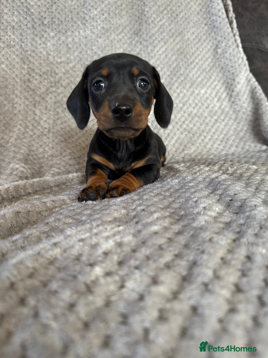 Miniature Dachshund dogs for sale: 5 lovely sausage pups - Image 9