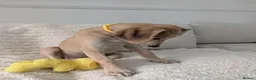 Saluki dogs for sale: Stunning Saluki Boy - Advert 9