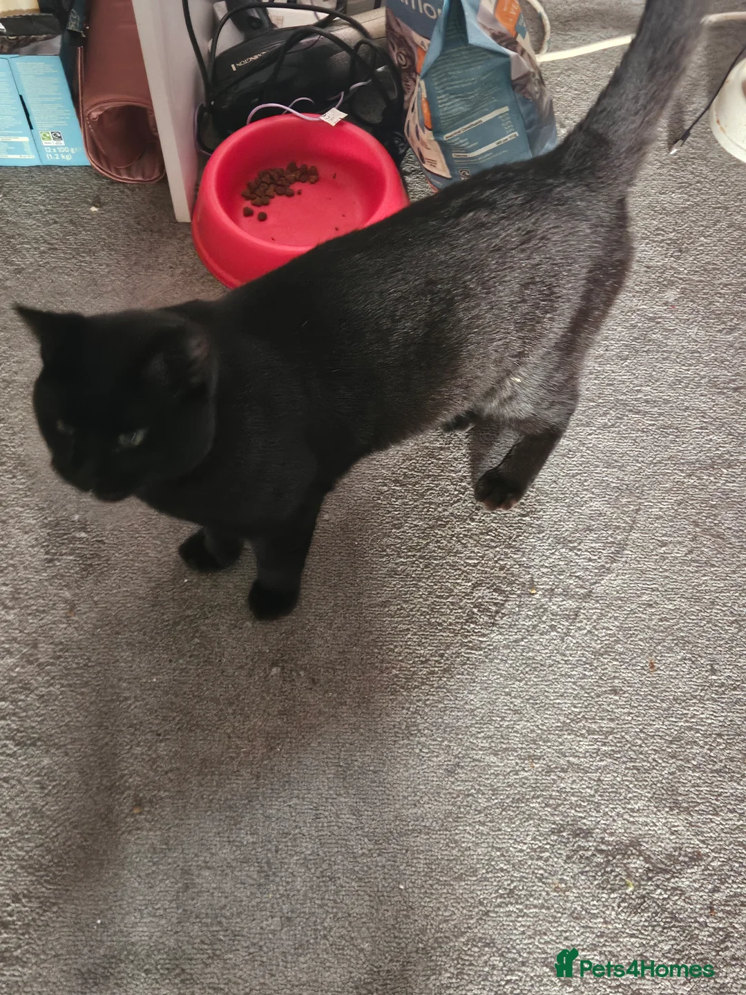 Mixed Breed cats for sale: Brother and sister  - Advert 2