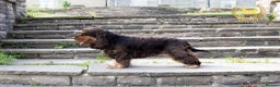 Cocker Spaniel dogs for stud: Stunning Italian Import Show Type Stud! in Derby - Advert 9