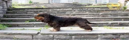 Cocker Spaniel dogs for stud: Stunning Italian Import Show Type Stud! in Derby - Advert 9