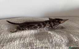 Bengal cats for sale: Milo & Maya’s beautiful pure Bengal babies 🐾 - Image 2