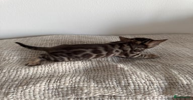 Bengal cats - Advert 7