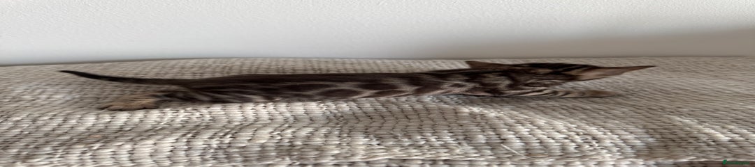 Bengal brown