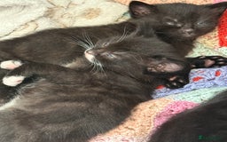 British Shorthair cats for sale: Kittens black and white  - Image 7