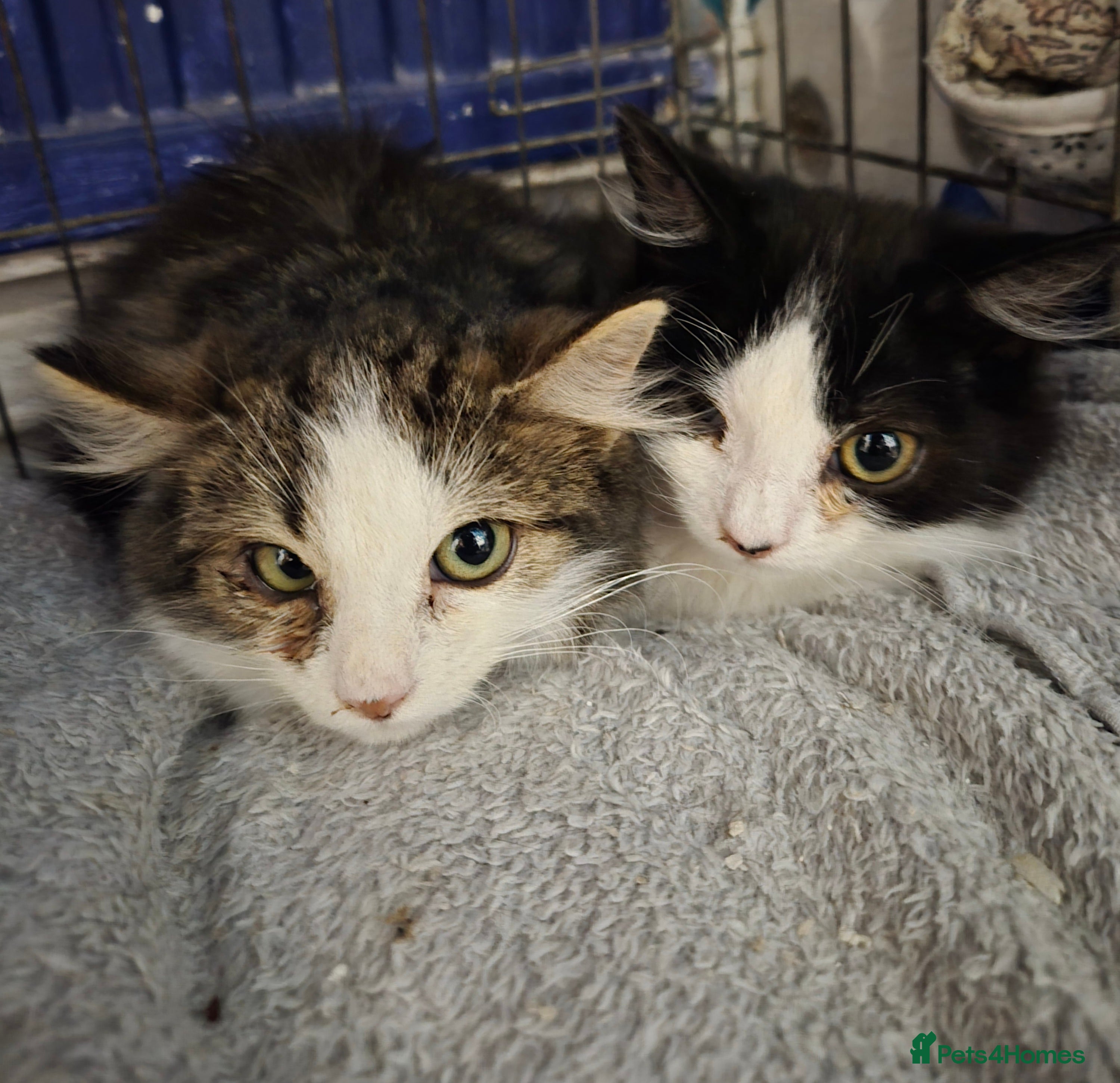 Mixed Breed cats Feral farm kittens - Advert 1