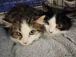 Mixed Breed cats Feral farm kittens - Advert 3