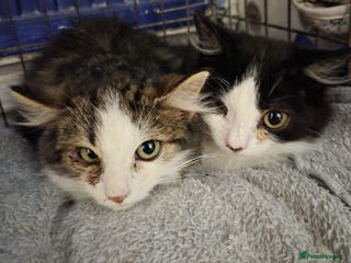 Mixed Breed cats Feral farm kittens - Advert 18