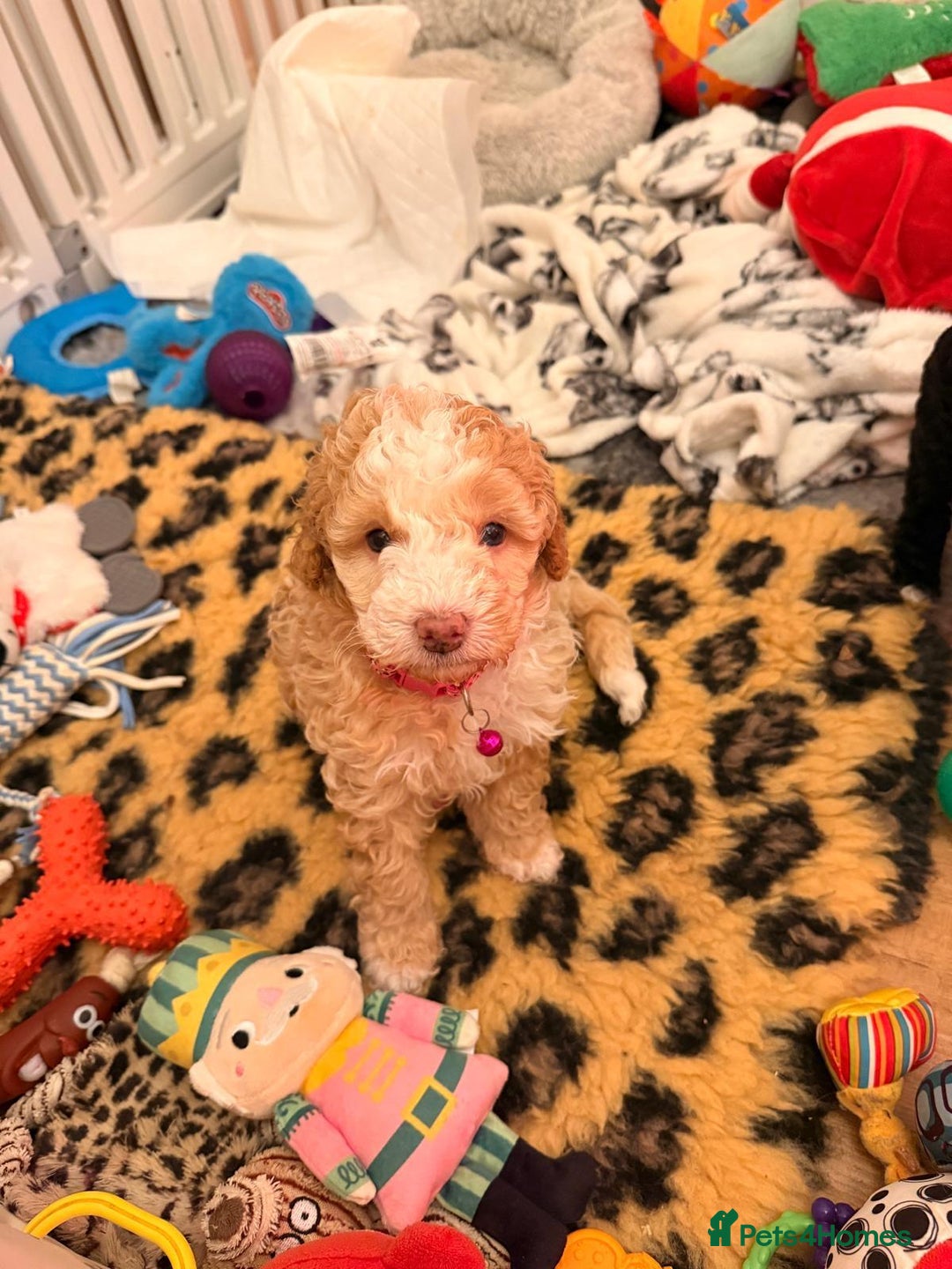 Cavapoo dogs for sale: 2 Male 2 Female unique colours Cavapoo’s - Advert 7